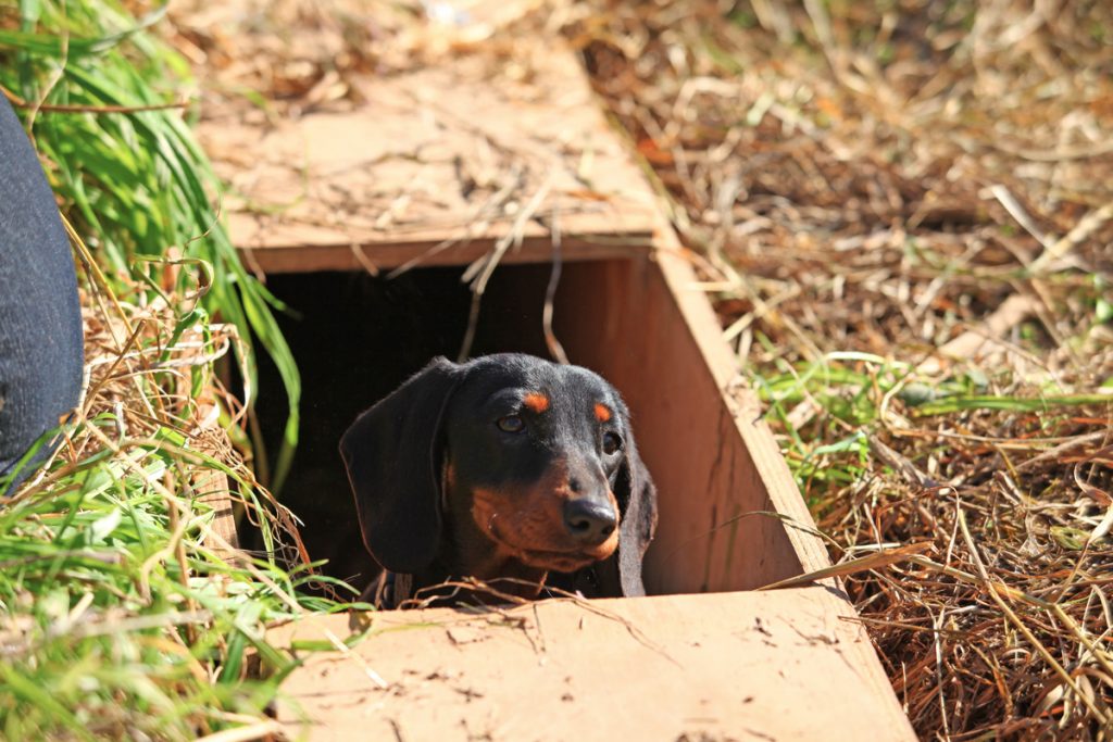 Black dachshund underground training for earthdog, a sporting event which tests the dog's senses and natural ability.