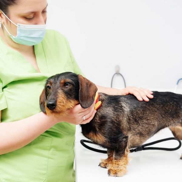 Dachshund breed dog on the examination table of a veterinary clinic. Dog being examined by female veterinary doctor. health and pet care.